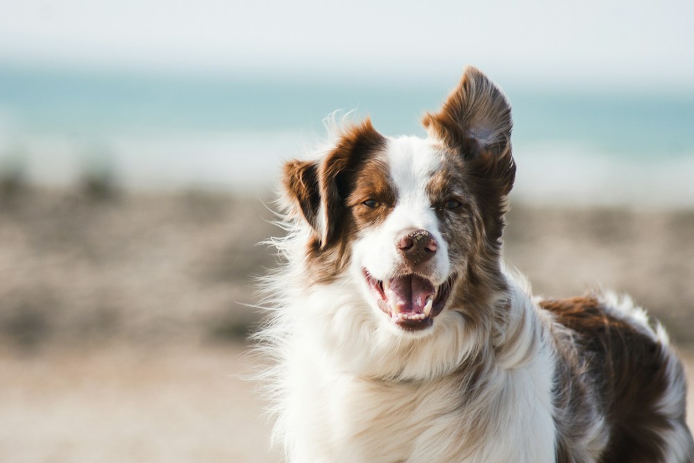 Reference pet photo: a brown and white dog with one floppy ear and one upright ear